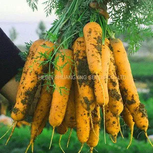 Chinese Good Quality Yellow Skin Hybrid Carrot Seeds for Sale thumbnail-1