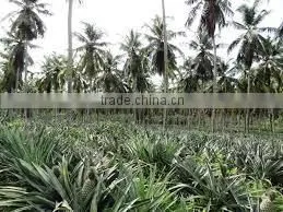 Suvimie Fresh Sri Lankan Pineapples thumbnail-2