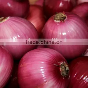 Engineers Available to Service Machinery Overseas After-sales Service Provided and Stripper Type Onion Peeling Machine thumbnail-5