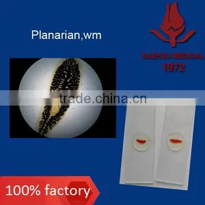 Microscope Prepared Slides Parasite Slides thumbnail-6