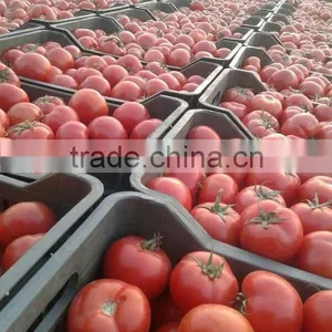 Tomato thumbnail-3