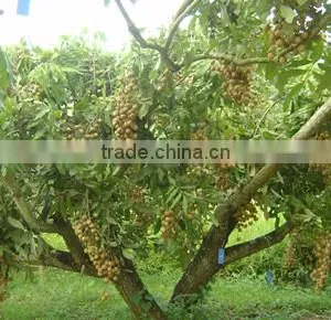 Dried Longan thumbnail-2