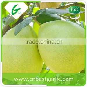Fresh Sweet Honey Pomelo From China thumbnail-6