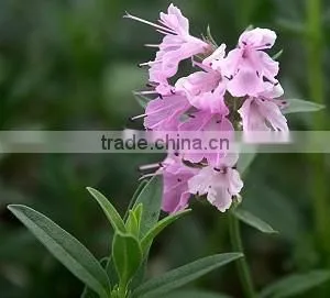 Beauty Berry Flower thumbnail-1