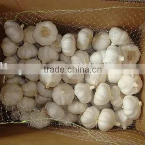 New Crop Fresh Garlic thumbnail-1