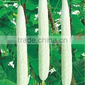 2015 Hybrid White Cucumber Seeds Seeds for Growing-Shu Xin F1 thumbnail-1