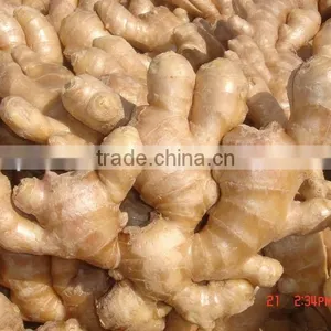 Fresh Mature Ginger thumbnail-5