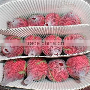 Export Rose Fresh Cut Flowers From Yunnan of China thumbnail-6