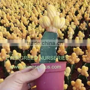 Chamaecereus Sylvestri F.variegata thumbnail-1