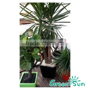 Hot Sale!plastic Flower Pot,garden Plant thumbnail-1