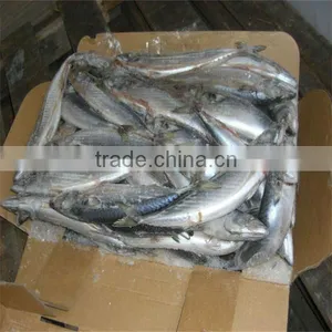 Frozen Fresh Fish thumbnail-1