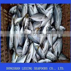 Frozen Mackerel Horse Mackerel Fish thumbnail-1