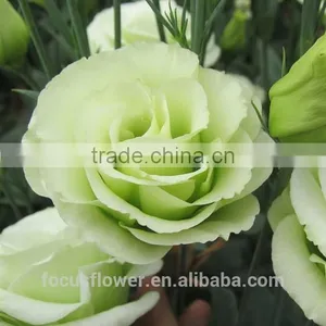 2017 High Quality Green Eustoma Factory Direct Flower For Sale thumbnail-2