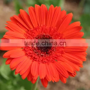 Bottom Price Savanna Dubai Fresh Flower Red Color Gerbera thumbnail-2