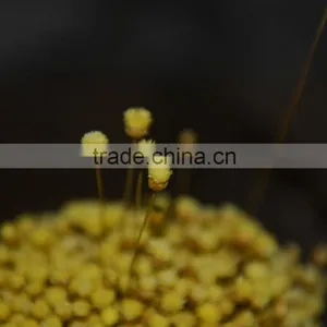 Happy Flower thumbnail-5