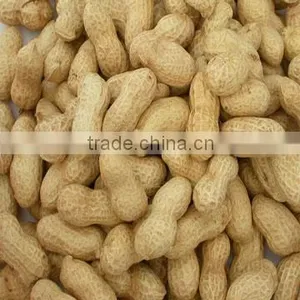 Chinese Raw Peanuts in Shell thumbnail-1