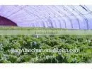White Agriculture Plastic Film High Quality EVA Greenhouse Film thumbnail-1