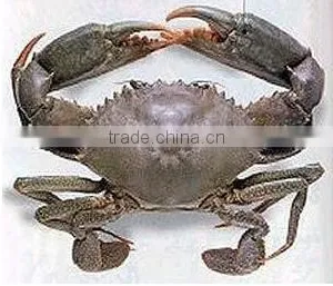 Frozen Mud Crab for Sale thumbnail-1