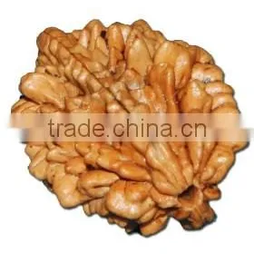 2-Face Rudraksha thumbnail-1