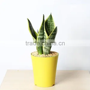 Sansevieria Hahaii,Sansevieria Surpeba, Sansevieria Laurentii thumbnail-1