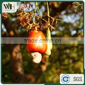 Cambodia Origin Raw Cashew Nuts in Shells thumbnail-5