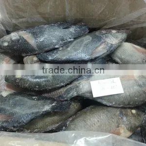 FROZEN BLACK TILAPIA WHOLE ROUND thumbnail-3