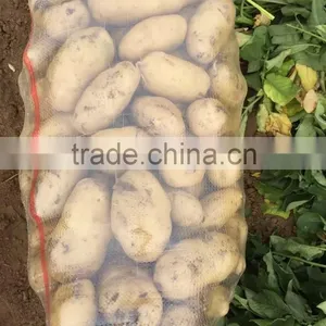 Holland Potato to Dubai Market for Sale thumbnail-5