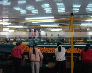 Jining Greenfarm Import And Export Co., Ltd. company overview - view 2 thumbnail