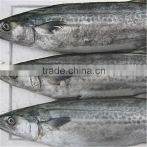 Frozen Serra Spanish Mackerel for Sale thumbnail-1