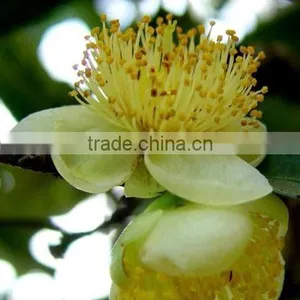 Gua Feng Zhai Pu'Er ----- Honey Sweet Mouth Feel thumbnail-3