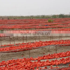 Natural Sun Dried Tomato With Best Price thumbnail-2