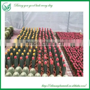 Hidewintera Aureispina F.cristata Cactus Plants thumbnail-2