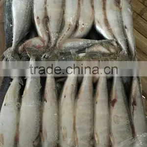 New Arrival Seafood Frozen Fish Pacific Mackerel Prices thumbnail-1