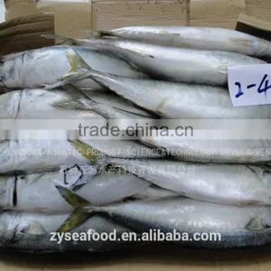2017 New Arrived Great Pacific Mackerel thumbnail-1