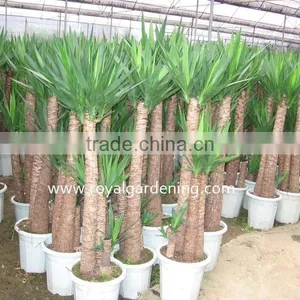 Yucca Elephantipes thumbnail-2