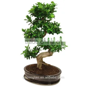 Artificial Bonsai Tree Topiary Gingseng Ficus Bonsai Tree thumbnail-1