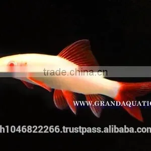 Rainbow Shark Albino / Ornamental Fish Exporter thumbnail-2