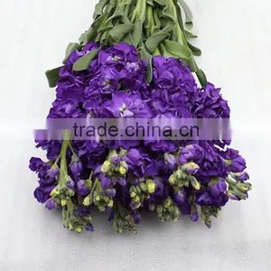 Love Theme Top Sell Best Level Purple Violets thumbnail-1