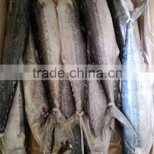 Frozen Whole Round Spanish Mackerel (scomberomorus Niphonius) thumbnail-1