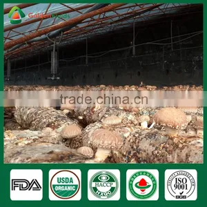Oak Tree Mushrooms,Shiitake Mushroom Kit,Organic Shiitake Mushroom thumbnail-5