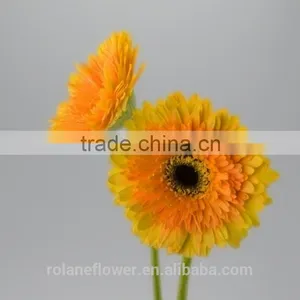Kunming Flower Export Rainbow Gerbera Daisy Flower Silk Gerbera Daisy Flowers With 0.6-0.8kg/bundle From Yunnan, China thumbnail-1