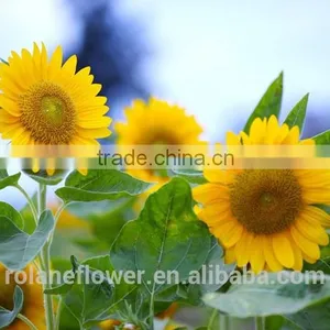 2016 Selling Flower Single Head Sunflower For Home Decoration thumbnail-2