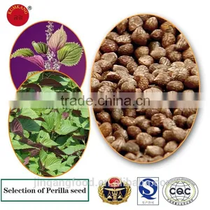 Brown Perilla Seeds for Oil/china Periiia Oil Supplier's Choice thumbnail-1