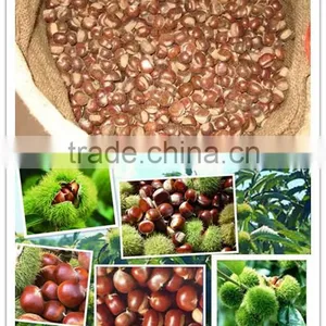 Supply Dried Chestnut With Good Quality for Sale thumbnail-6
