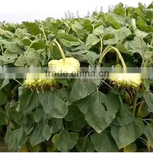 New Crop Chinese Black Sunflower Seeds 363 thumbnail-1