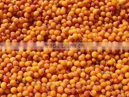 Fresh Frozen Sea-buckthorn thumbnail-1
