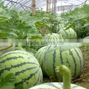 Hybrid F1 Watermelon Seeds Jia Mi No.1 thumbnail-4