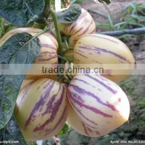 Pepino Seed Pepino Cucumber Seeds For Cultivation Germination Rate Above 93% thumbnail-3