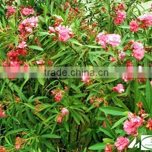 Blooming Nerium Indicum Milli of Outdoor Landscaping Foliage Decorative Ornamental Plants thumbnail-1