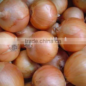 Fresh Onion thumbnail-1